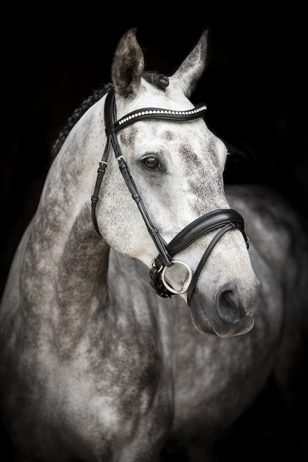 Hovedbilde HODELAG LIPPO SUPREME COURBETTE