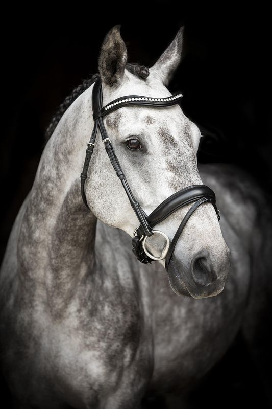 HODELAG LIPPO SUPREME COURBETTE