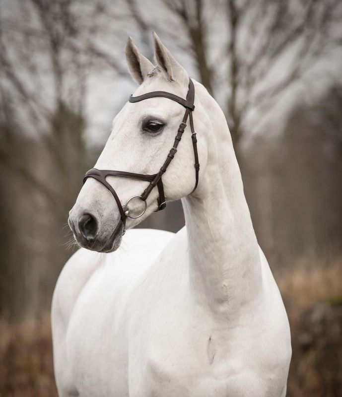 HODELAG KNIGHTS ARTHUR