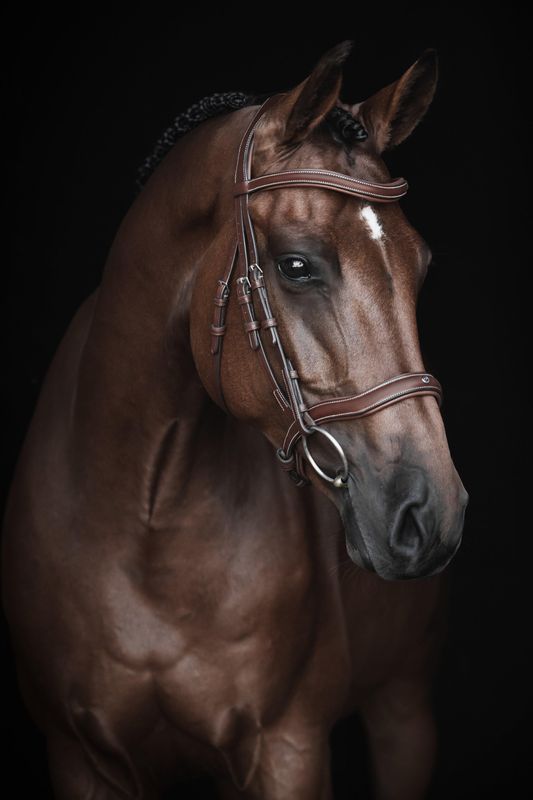 TRÄNS LIPPO ECCELENT